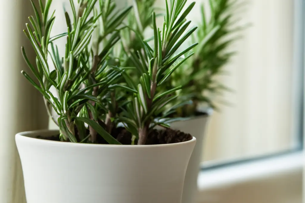 Rosemary growing in white pot indoors 