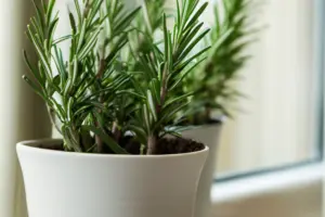 Rosemary growing in white pot indoors