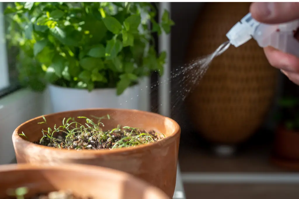 spray watering herbs in terracotta pot. Green shoots beginning to gorw.