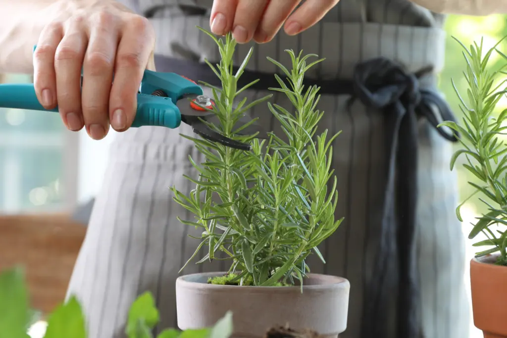 Pruning rosemary in pot with gardening shears