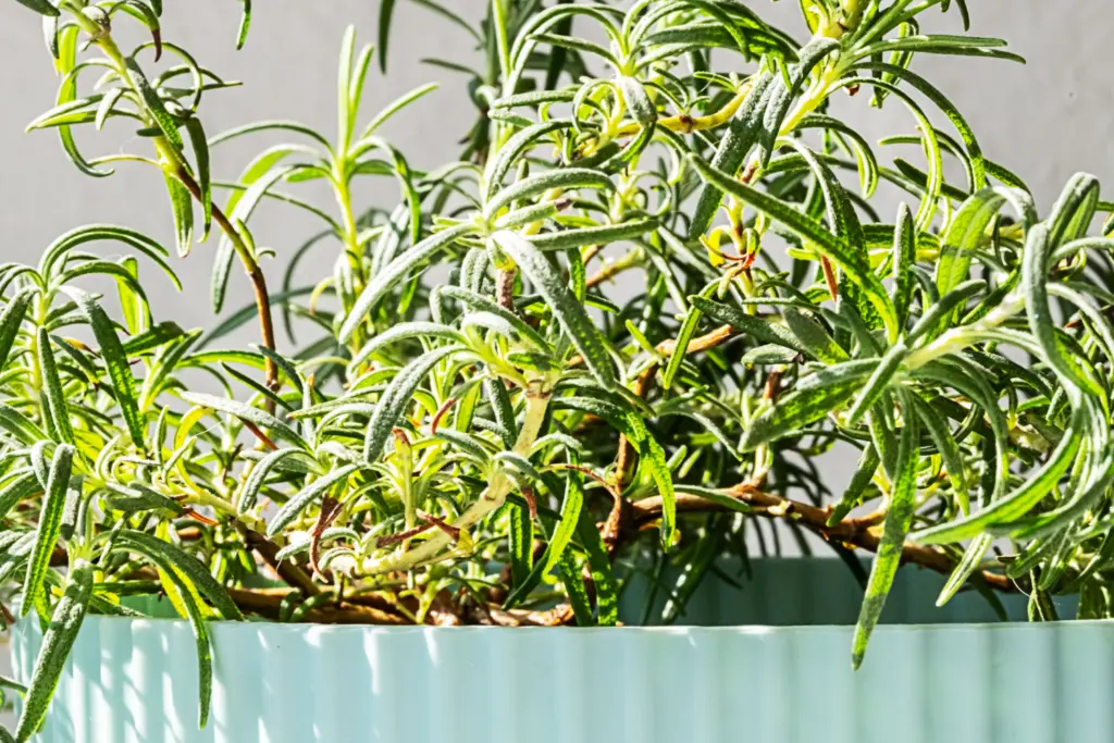 Rosemary in light blue pot with yellowing leaves