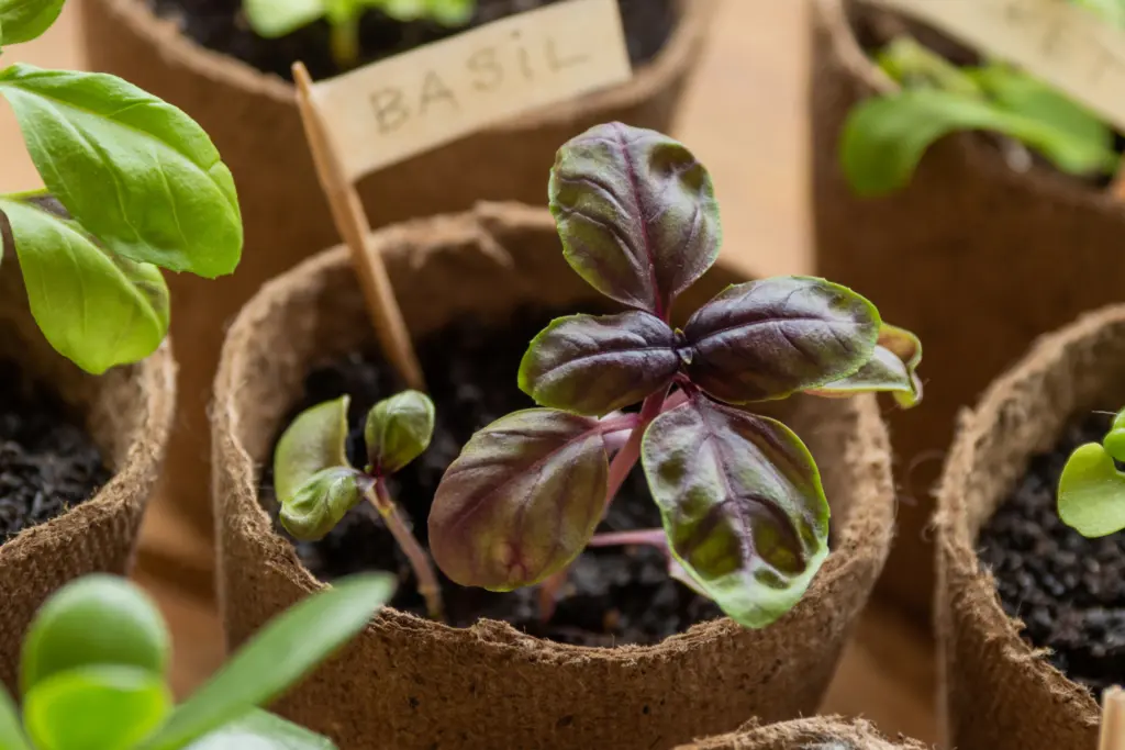 small purple basil plant in pot with label that says basil