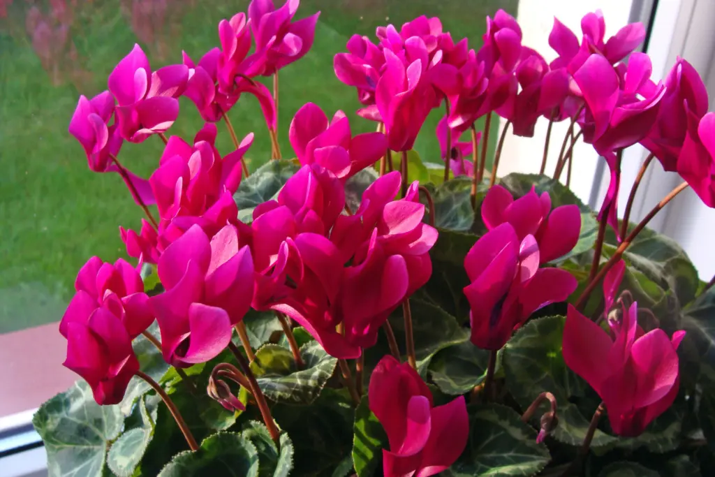 Pink cyclamen with variegated leaves on windowsill  