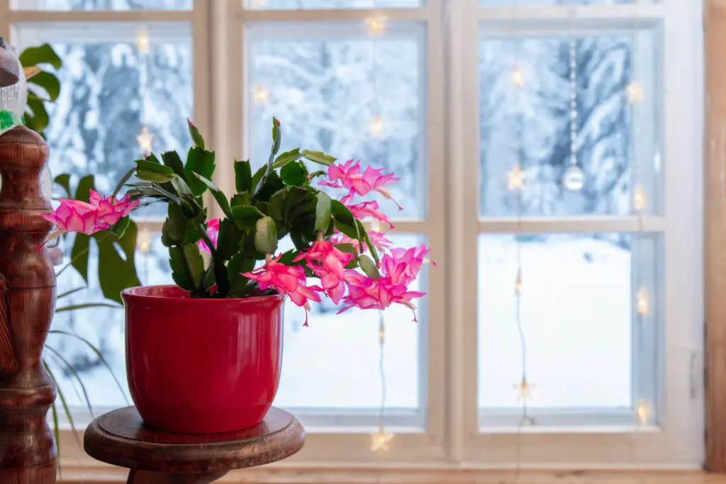 Christmas cactus with pink flowers on cricular dark wood table window in background with snow and vertical star lights dangling in front of window