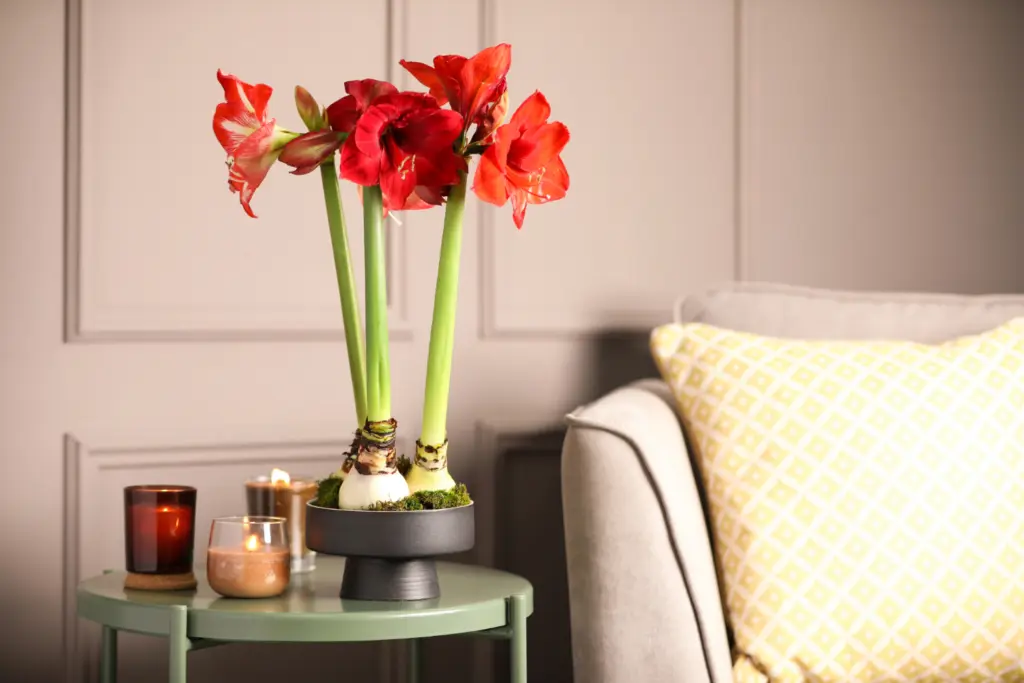 Red amaryllis blooming in taupe colored living room on matte green circular side table