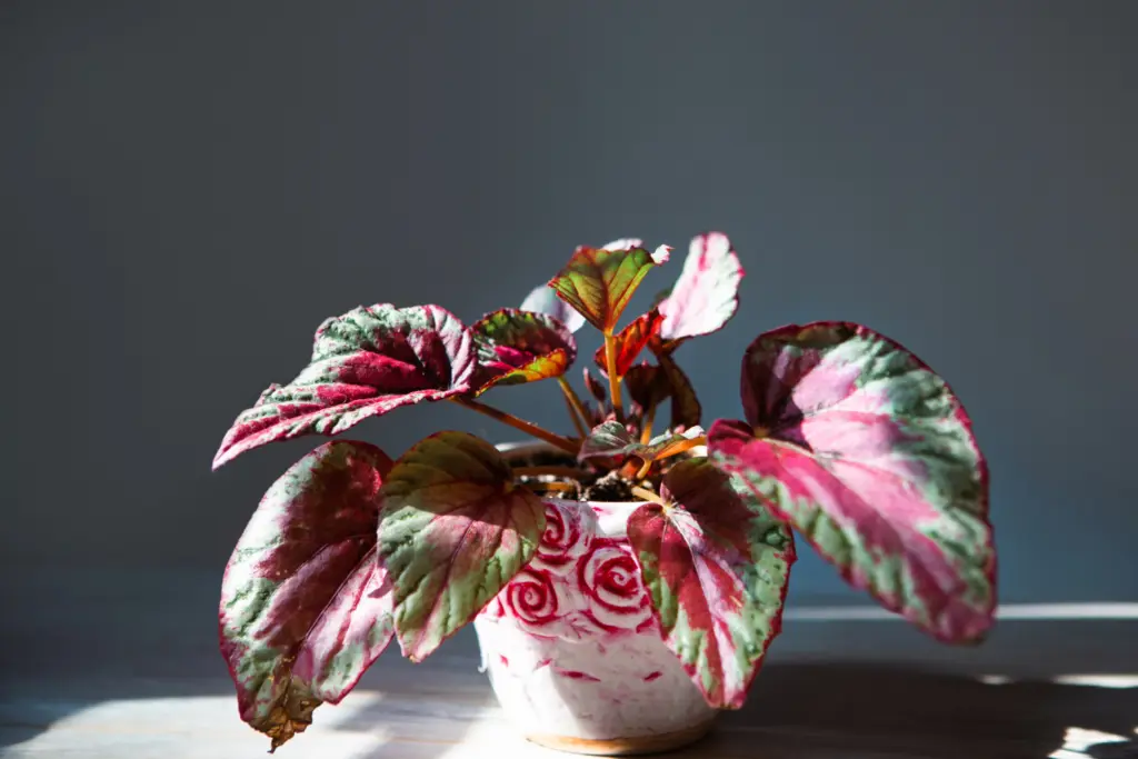 The striking red and green pattern leaves of rex begonia in white pot on table indoors