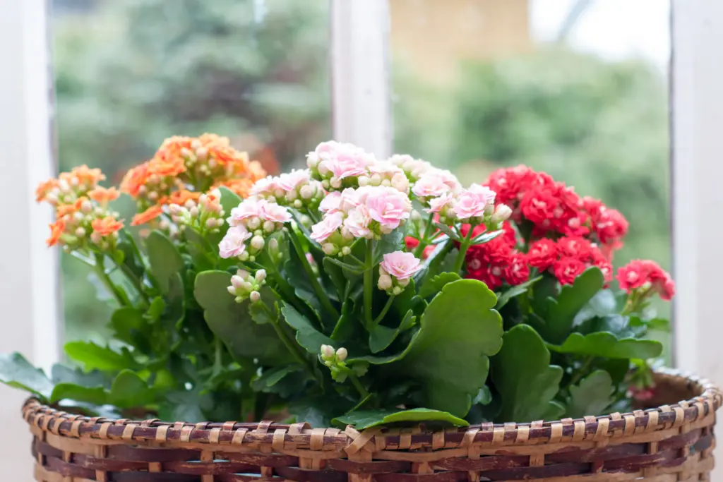 kalenchoe showing best color variety for small blooms on indoor winter plants orange, light pink, red flowers in brown basket on windowsill