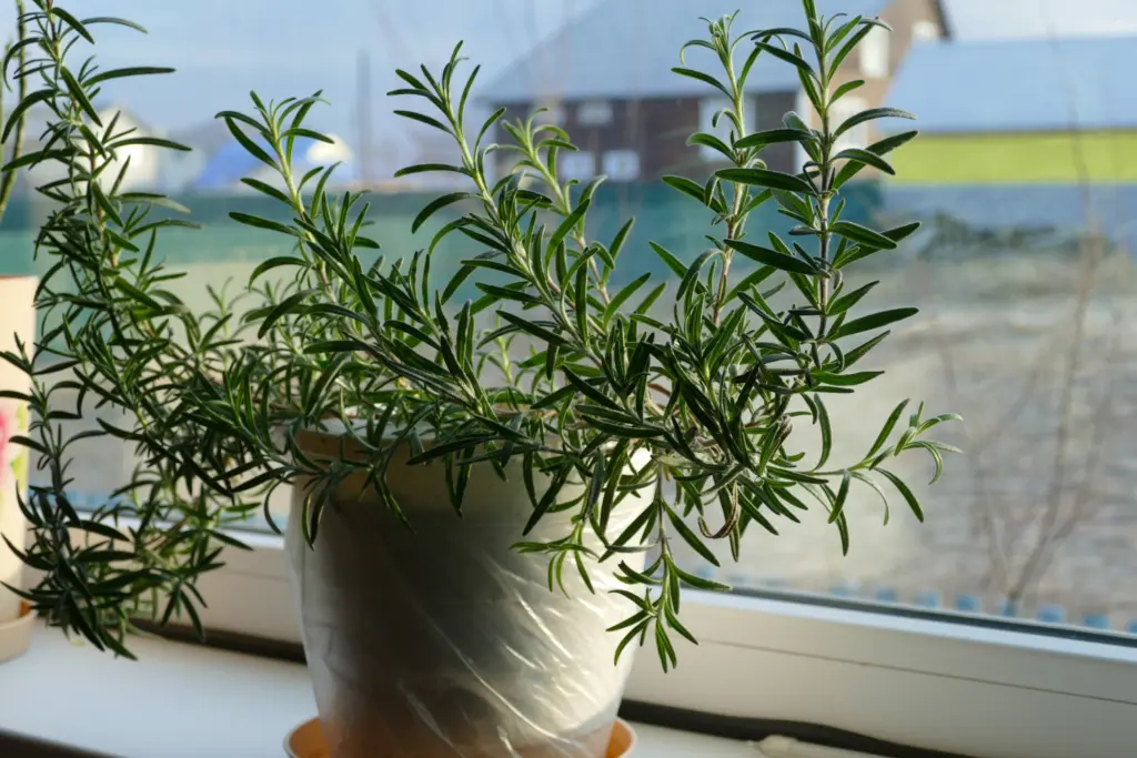 Growing rosemary in a pot on a windowsill indoors