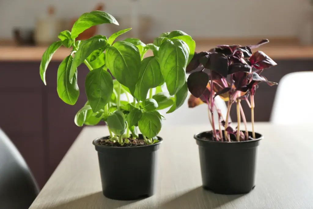 green basil plant and purple basil plant side by side on a white table