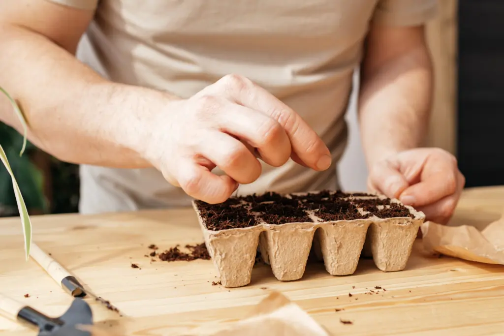 Placing rosemary seed in pot 