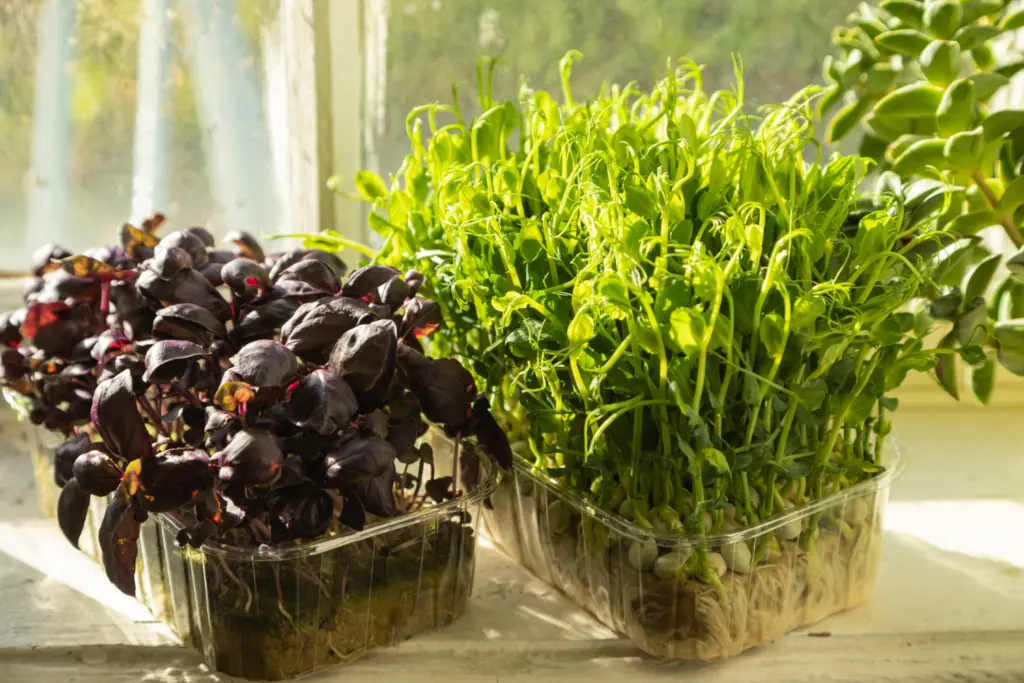 Purple basil in clear plastic tray and green basil in separate plastic tray on windowsill in full sunlight 