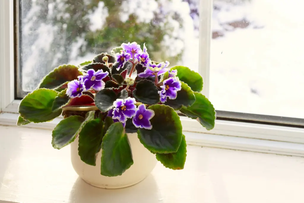 Purple blooming winter plant the African violet in white pot on windowsill with snow in background