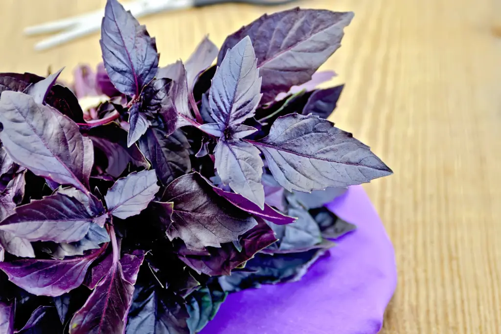 Harvested purple basil leaves on table
